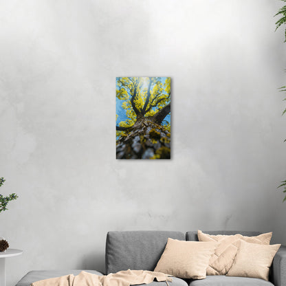 Photorealistic View of Tree Trunk, Branches and Sky - Enchanted Tree Under Sunlit Sky